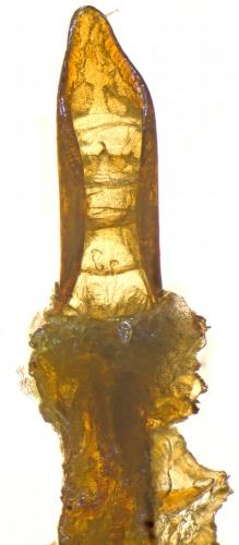 Otiorhynchus auropunctatus